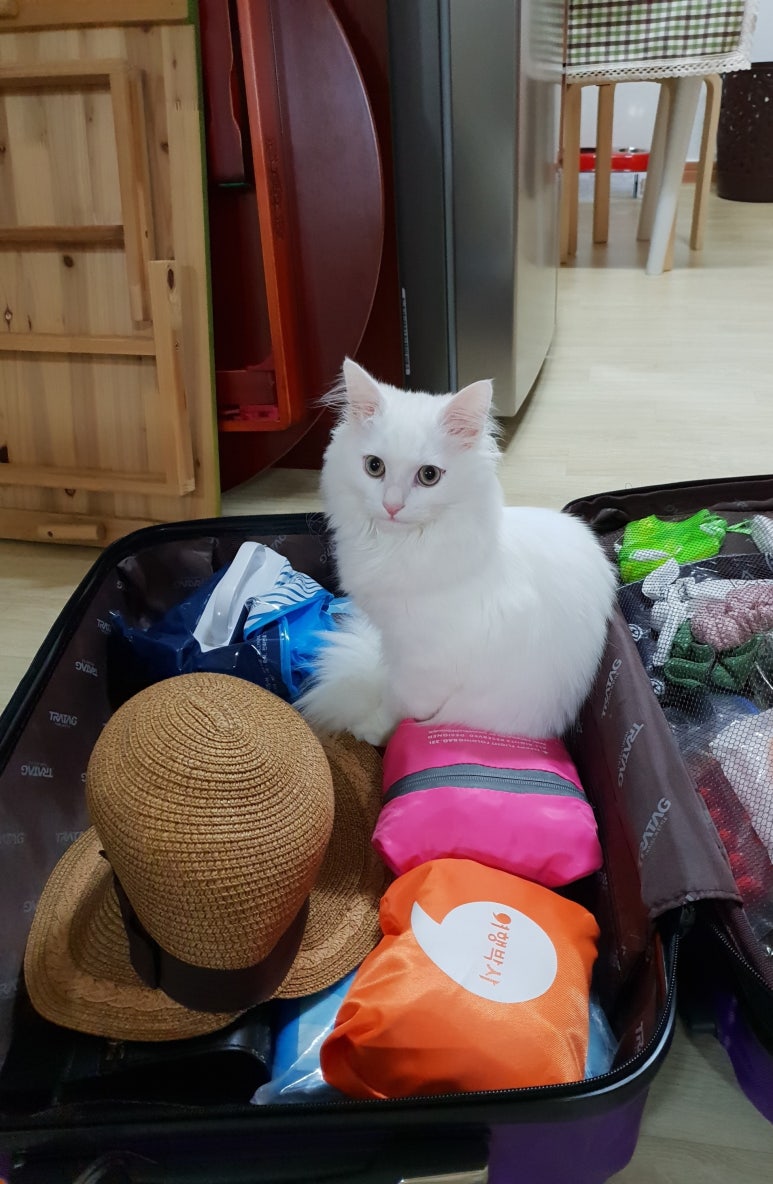 쿠름 이미지