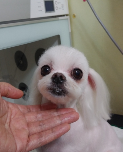 멍멍나래 이미지