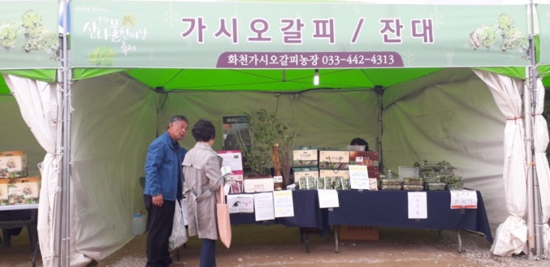 화천가시오갈피농장 이미지