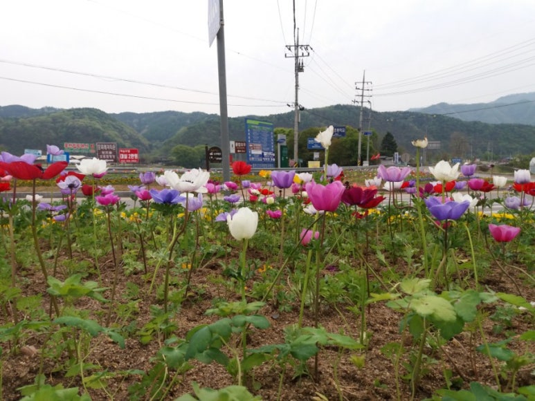 신야드로갤러리카페 이미지
