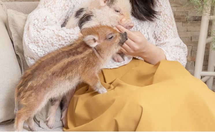 별별돼지 이미지