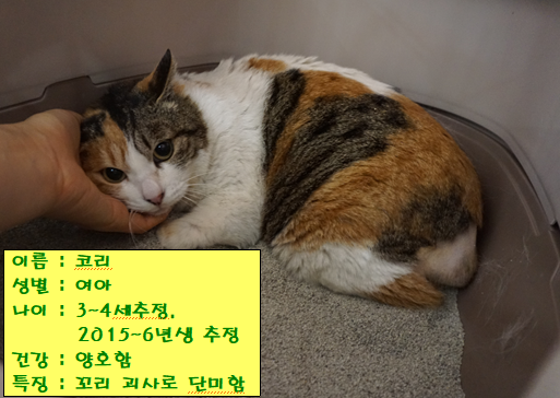 코리 이미지