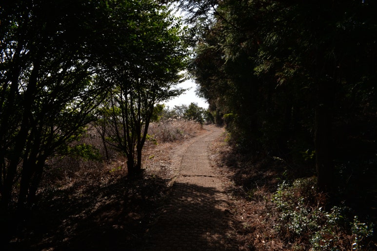 해변의돼지 이미지
