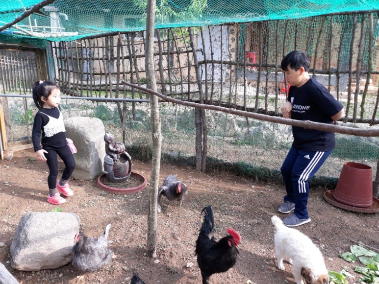 꼬꼬마을 이미지