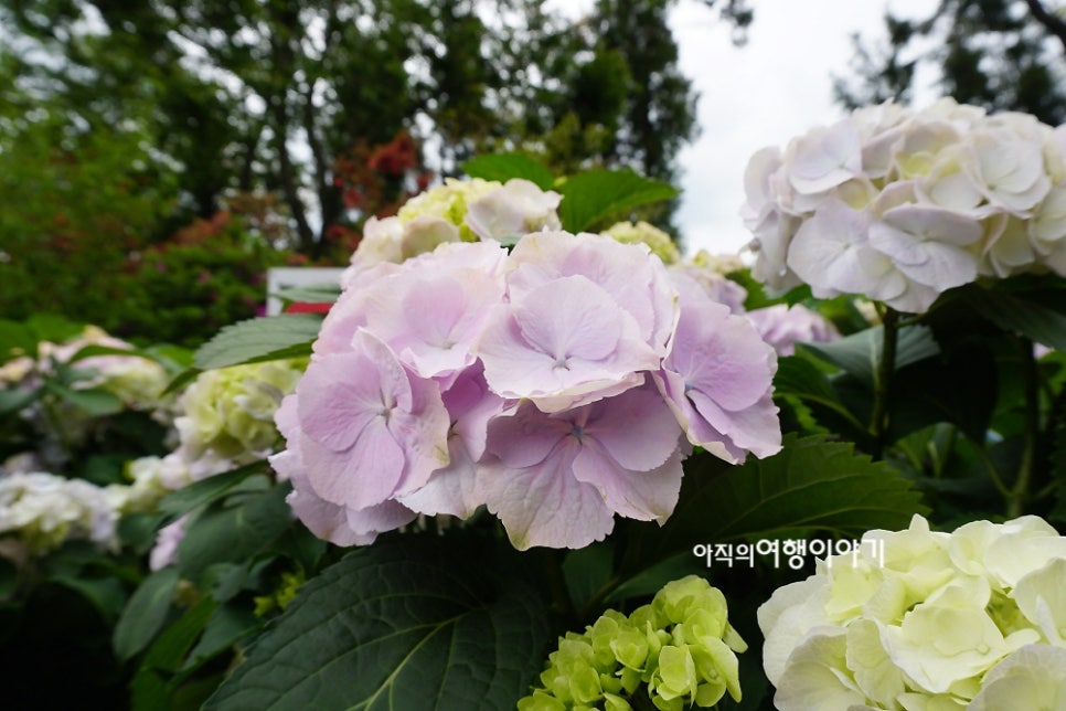 수애리 이미지