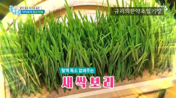 새싹피티 이미지