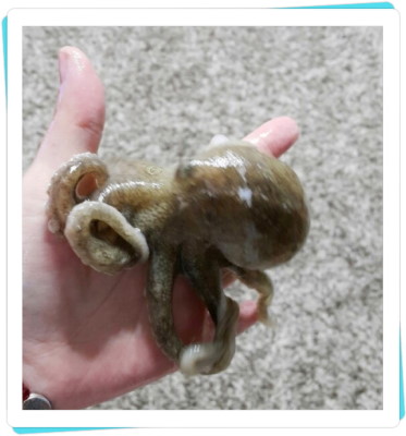 쭈꾸미 이미지