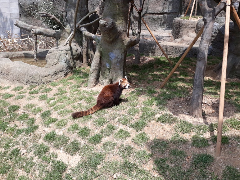팬더사 이미지
