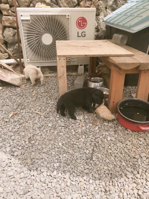 함덕스마일꽈배기 이미지