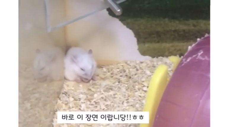 오물오물 이미지