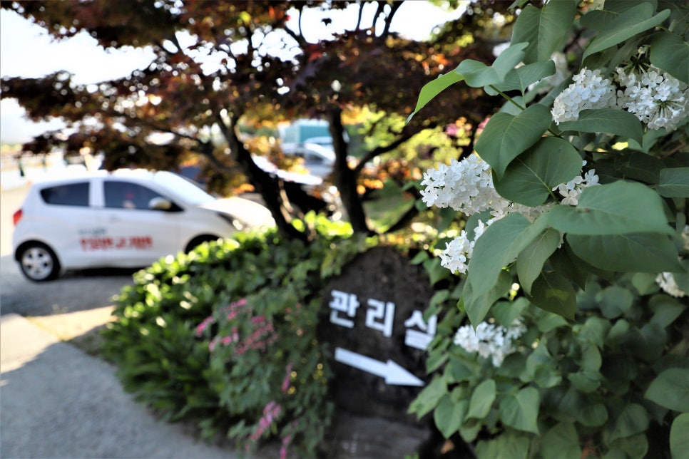 황금휘날레 이미지