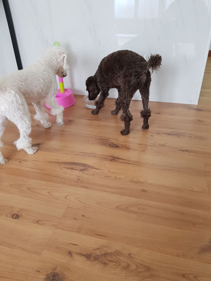 동그라미펫 이미지