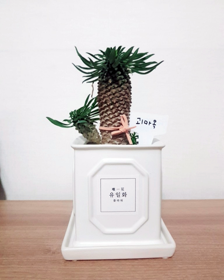 유일화 이미지