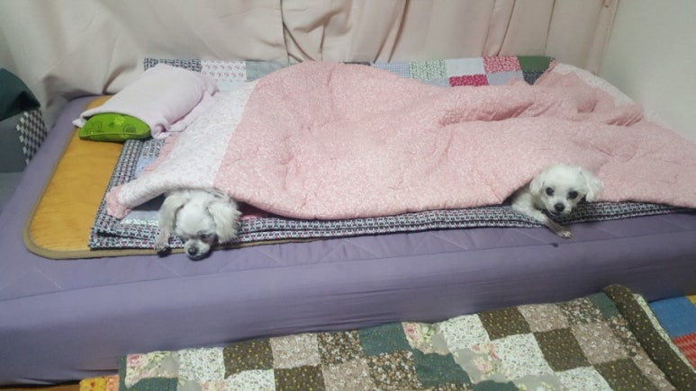 꼬치주까 이미지