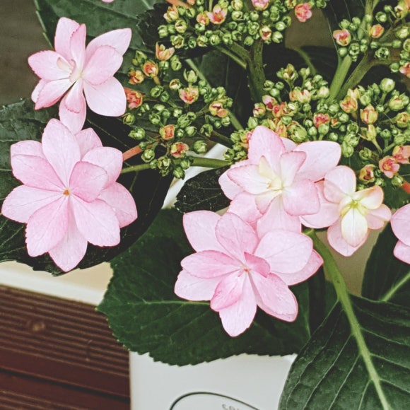 스튜디오넬리 이미지