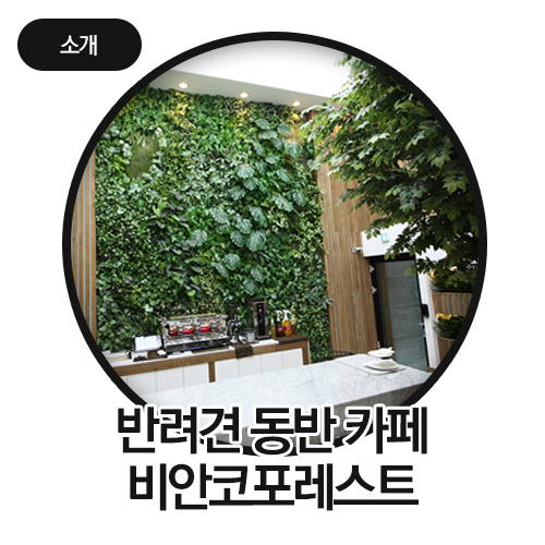 비안코 포레스트 이미지