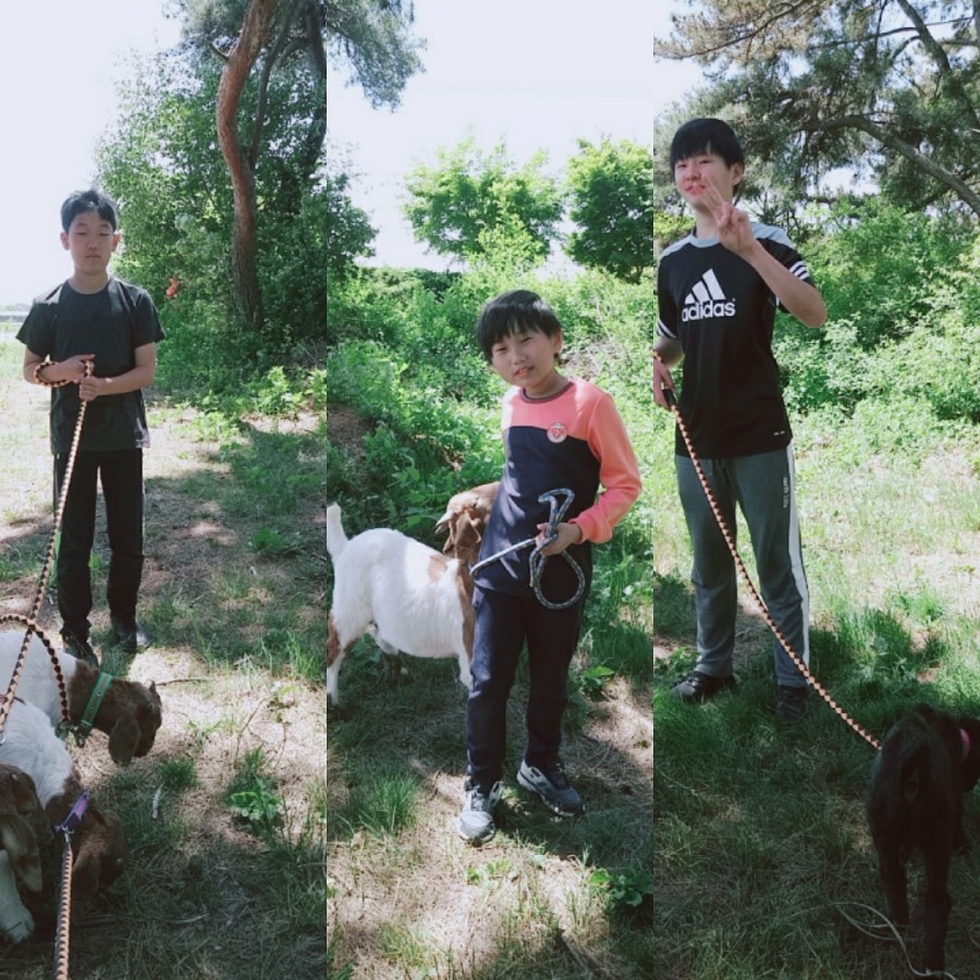 분홍염소체험교육농장 이미지