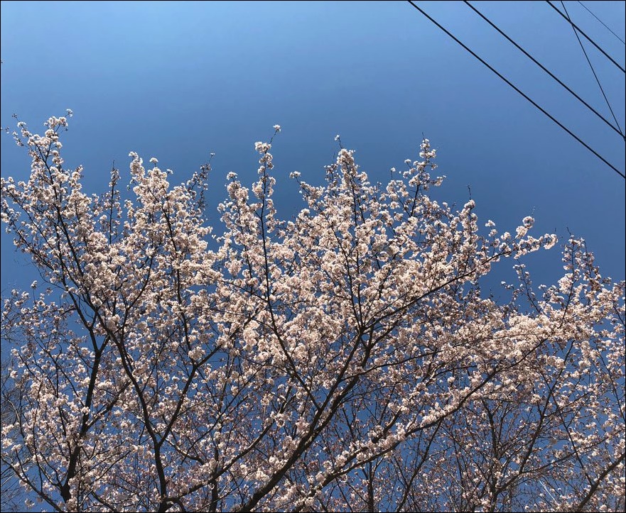 울산3대밀면 이미지