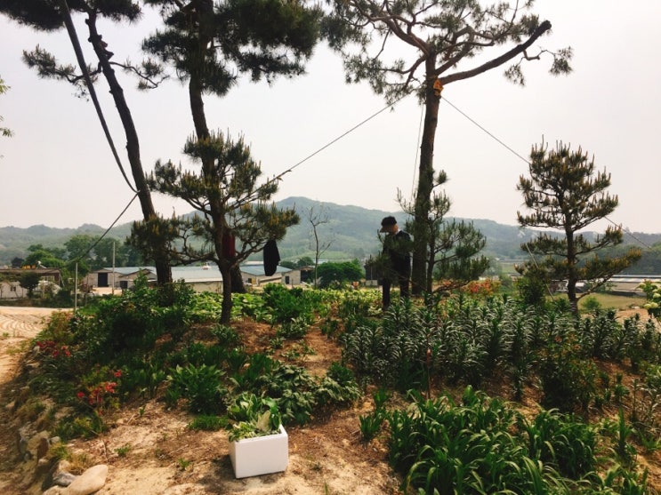 이천돼지 이미지