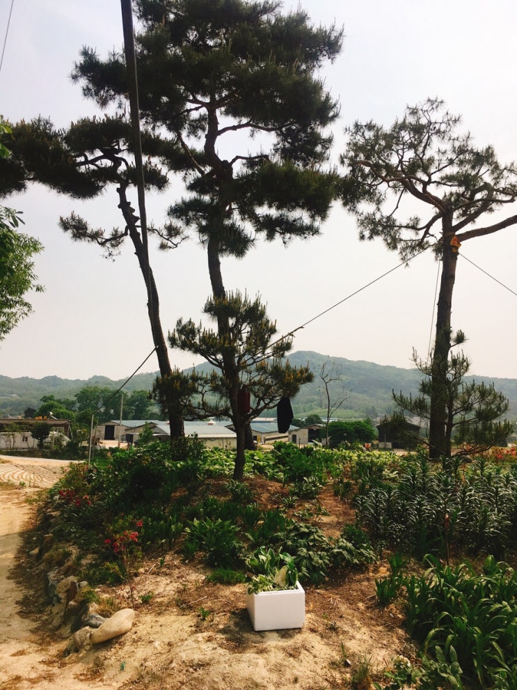 이천돼지 이미지