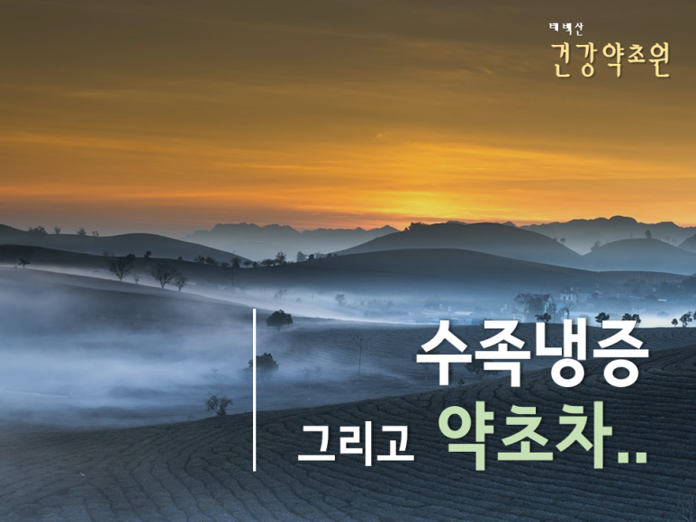 태백산약초원 이미지