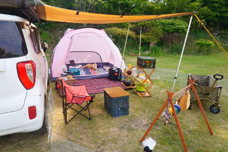 선베리 이미지