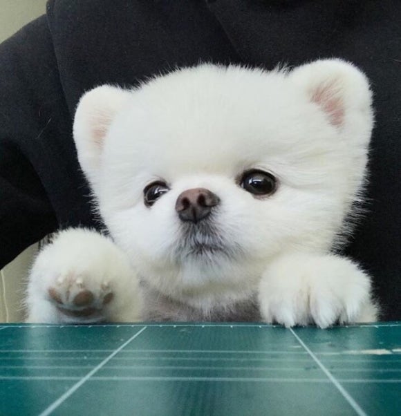 띵똥와플 이미지