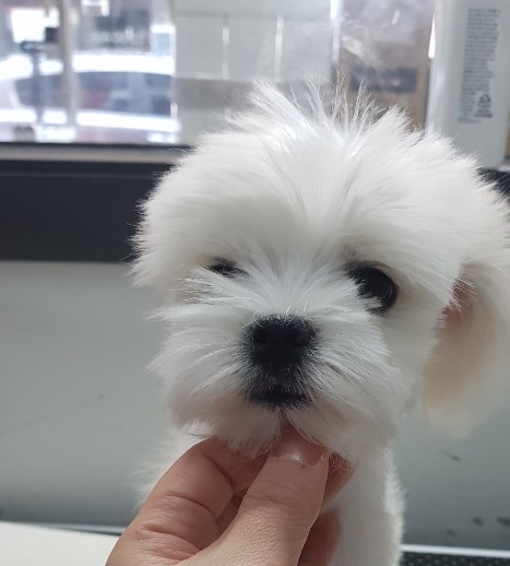 파리바게뜨수원탑동 이미지