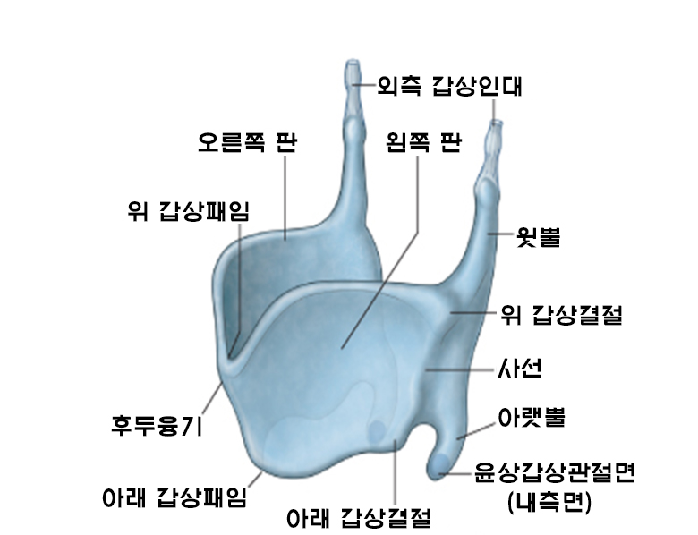 갑상연골 (thyroid cartilage) : 네이버 블로그