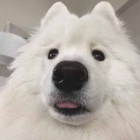 하연 이미지