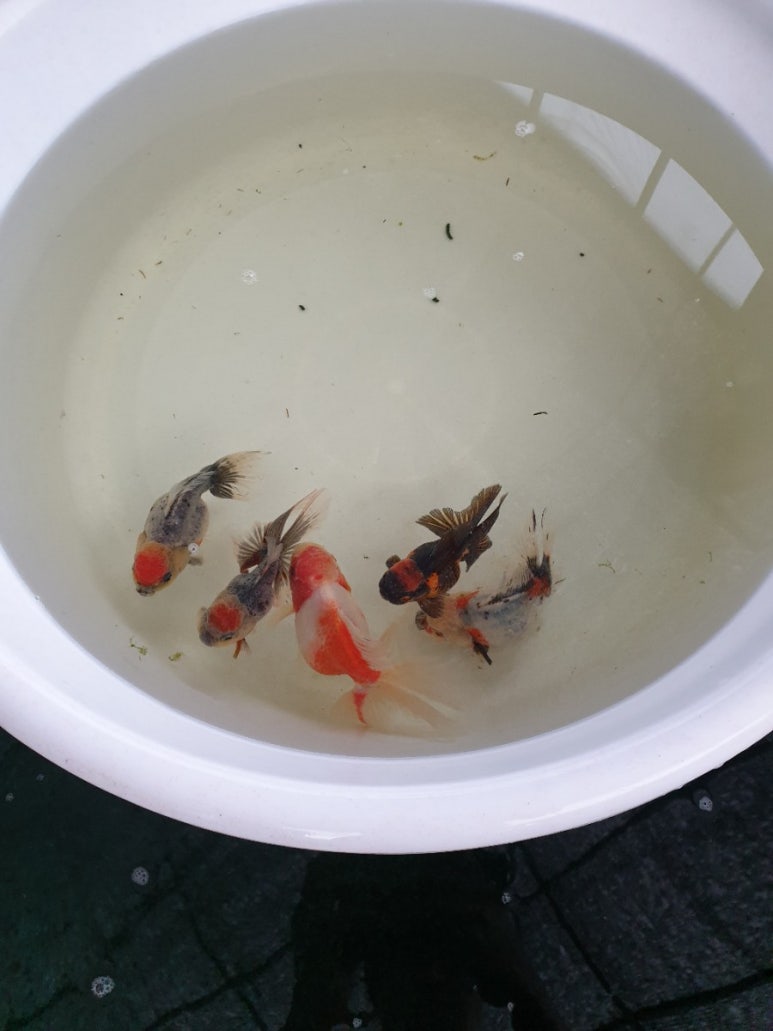 울산오란다 이미지