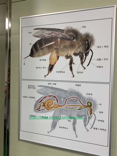 파주양봉영농조합법인 이미지