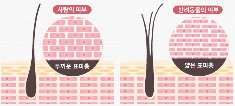 꼬뱅 이미지