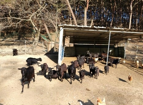 팔공산일번지맛집 이미지