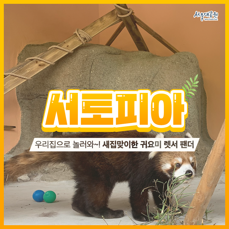 팬더사 이미지