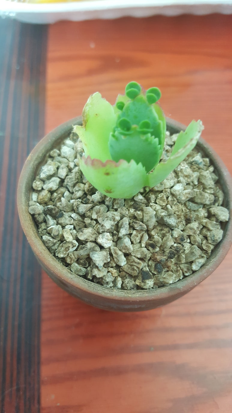 다육에빠지다 이미지