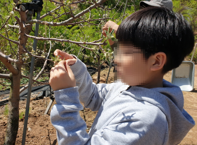 아트코칭나무 이미지