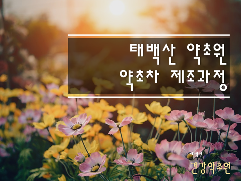 태백산약초원 이미지