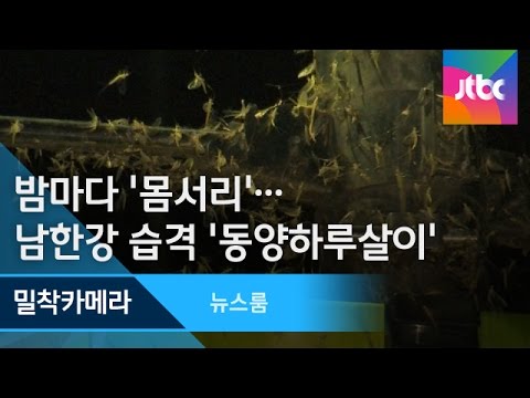 지니디오 이미지