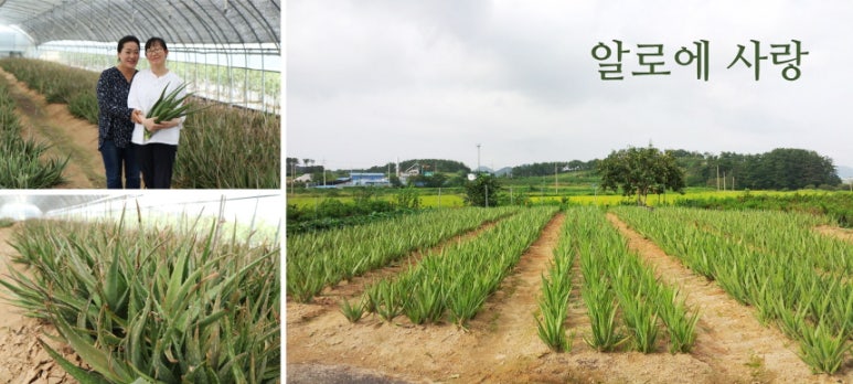 알로에사랑 영농법인 이미지
