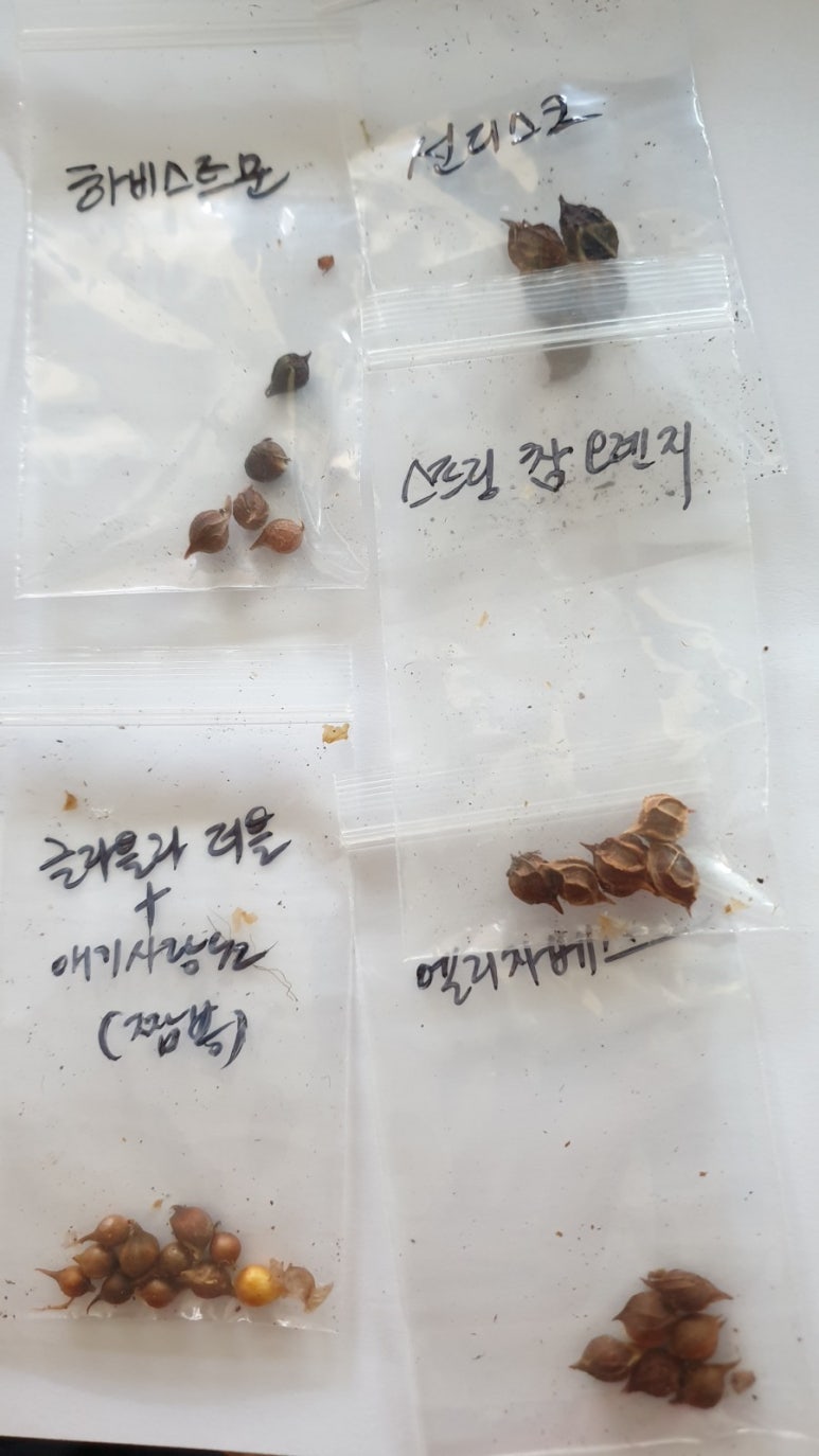 살찐붕어 이미지