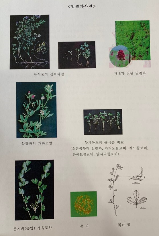두과 이미지
