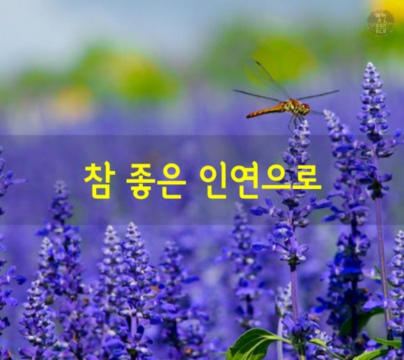 청송꽃차이야기 솔채 이미지