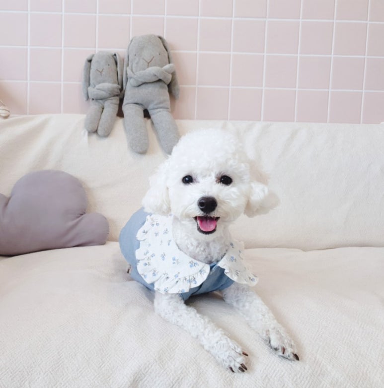 지데이 이미지