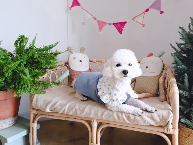 지데이 이미지
