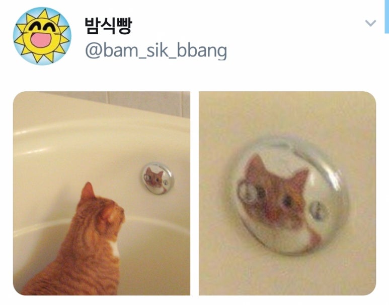 참토우 이미지