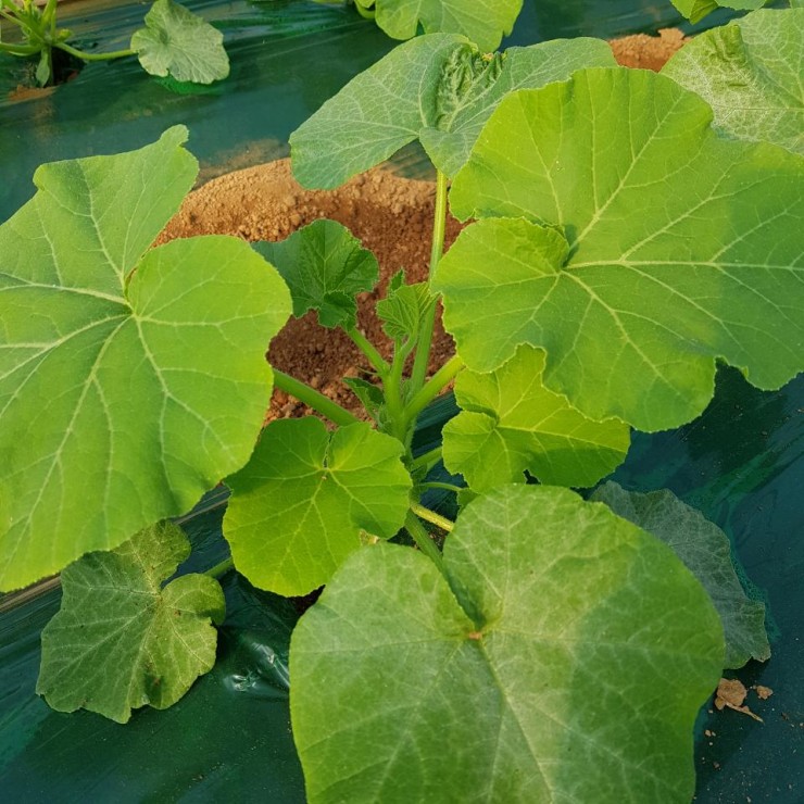 천지농업협동조합 하나로마트 이미지