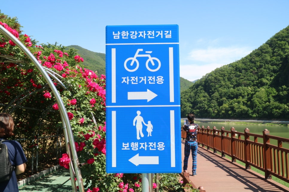 장미꽃사이로 이미지