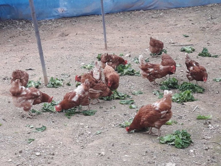 편안한식당 이미지