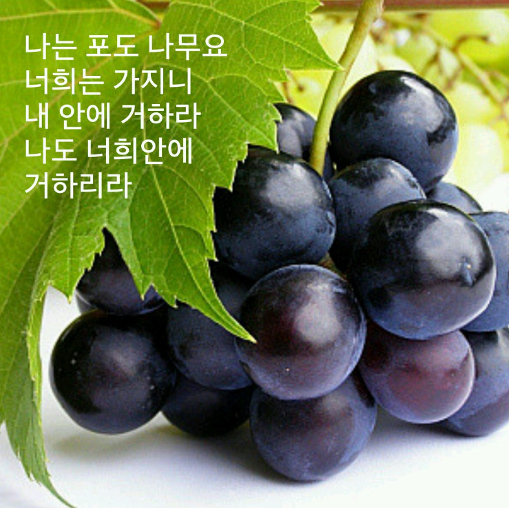 고합 이미지